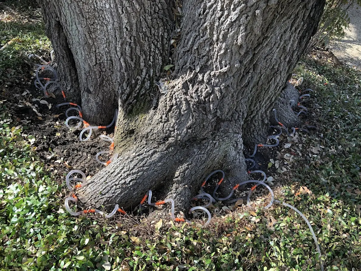 Detailed Tree Cabling and Bracing job site in Epworth