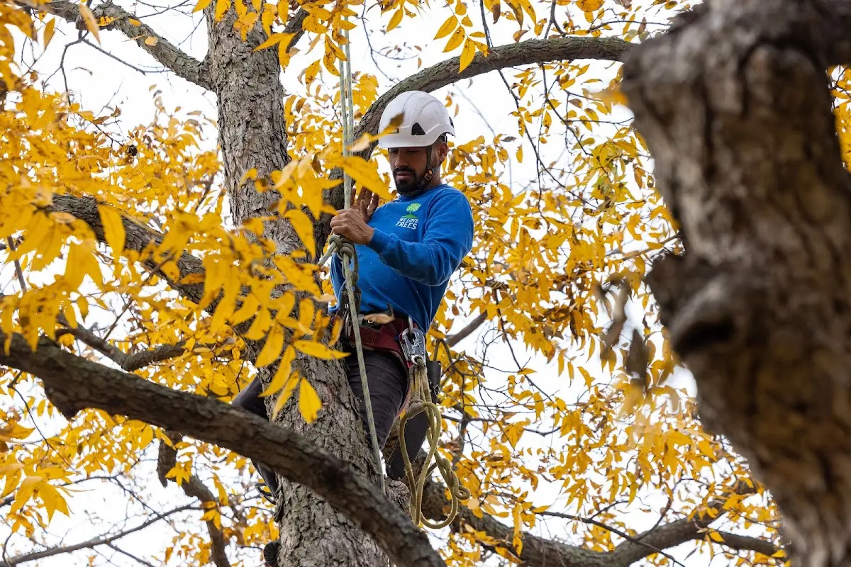 Skilled Tree Pruning crew working in Epworth